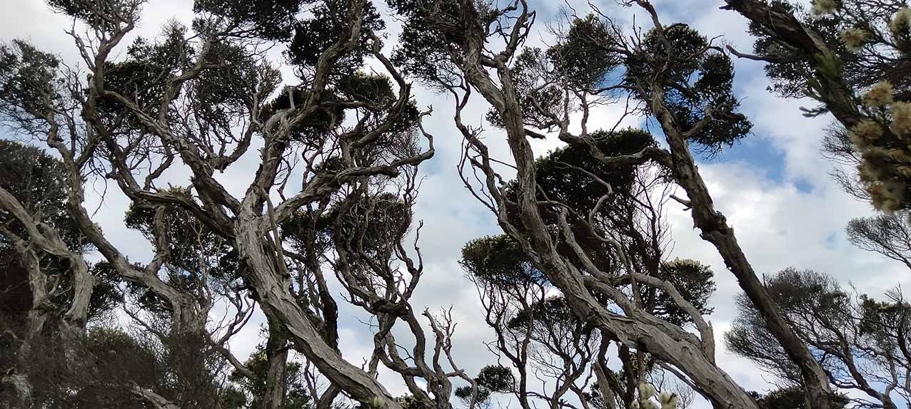 Paperbark town