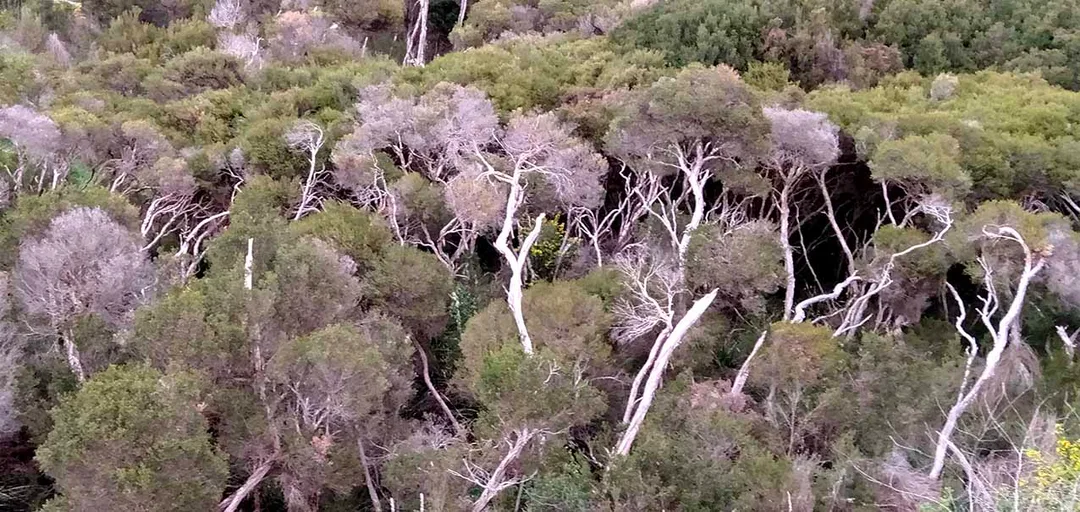 Melaleuca ericifolia. Photos Angela Kirsner, Balcombe Estuary Reserves Group, Mt Martha