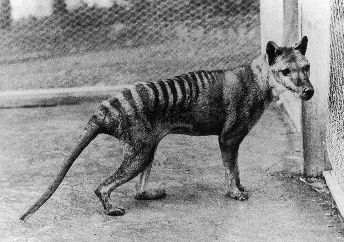 ​Why the thylacine still stalks our imagination
