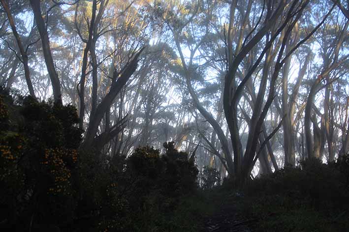 Snowgums, Mt Baw Baw by Catherine Watson
