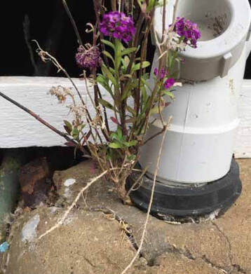 ​The unintentional gardener