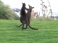 Wallaby fight club