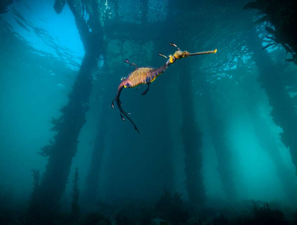 Weedy Sea Dragon in Giant Kelp. Photo:  Jarrod Boord