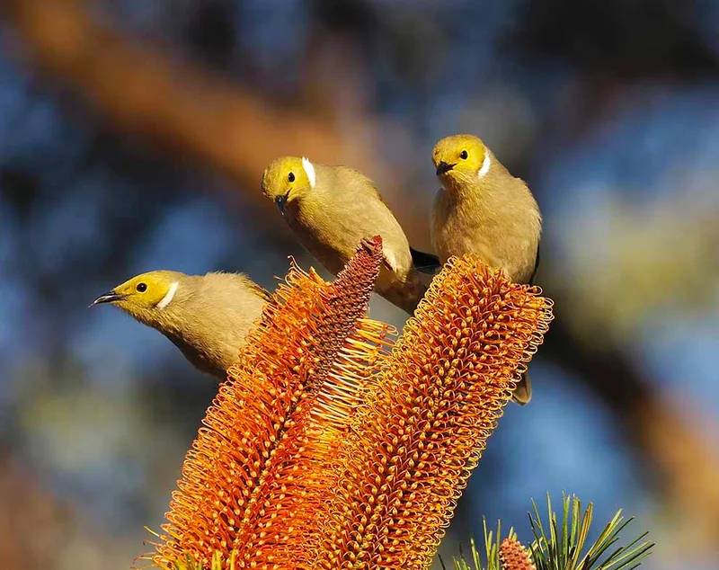 Photo: Dave Newman, Birds of the Western Port Woodlands