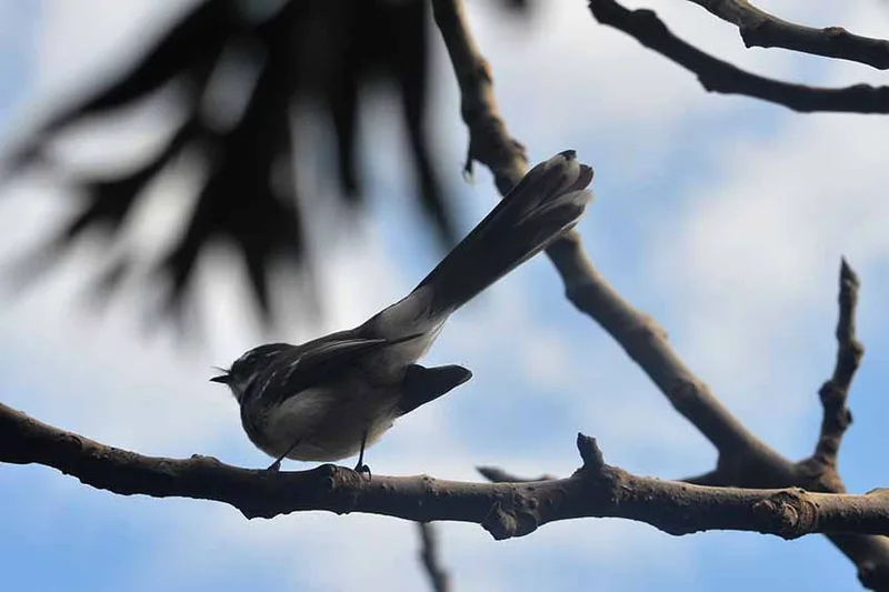 Wonthaggi, photo by Liane Arno