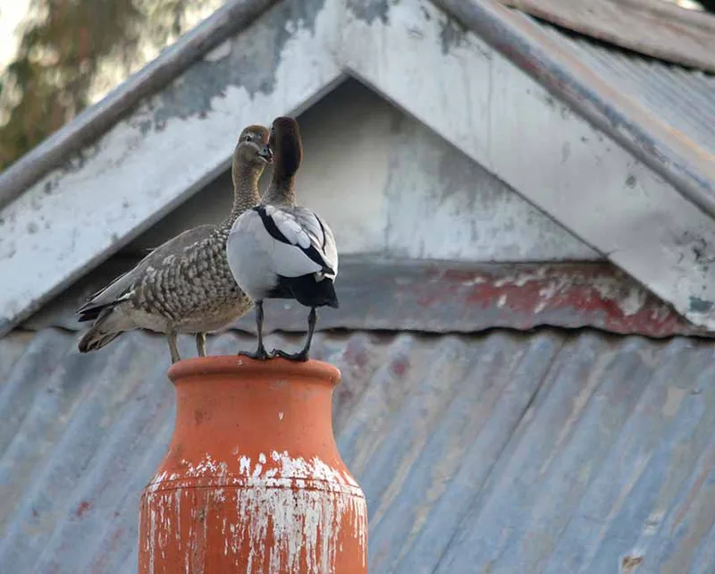 Wonthaggi, photo by Liane Arno