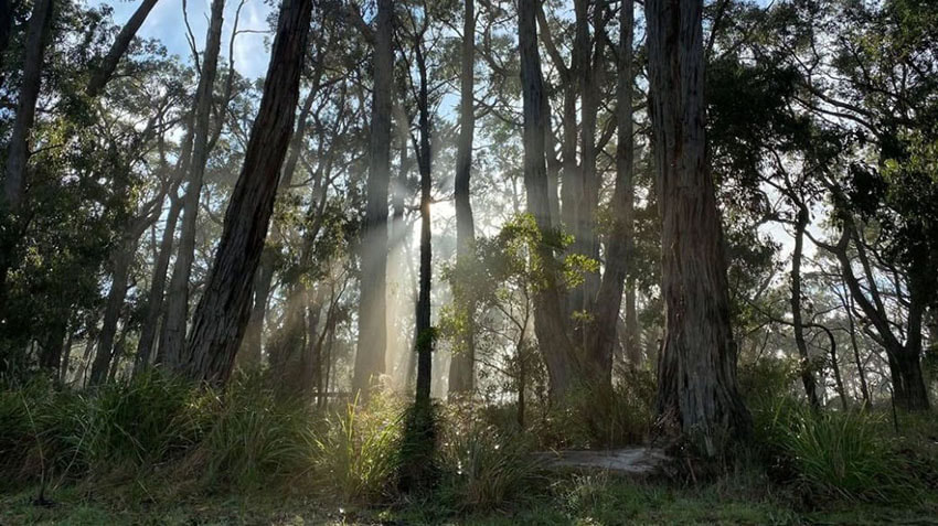 The wonder of the woodlands