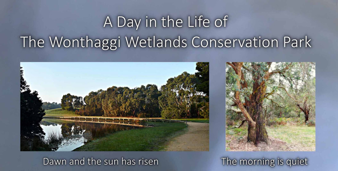 A Day in the Life of the Wonthaggi Wetlands Conservation Park