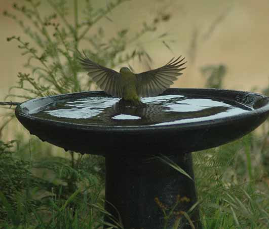 Birdbath, Wonthaggi. Photo Catherine Watson
