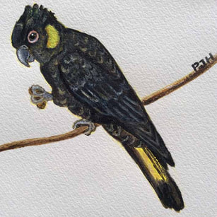 The Solace of birds V