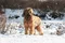 carousel chooser