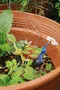carousel chooser