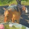 carousel chooser