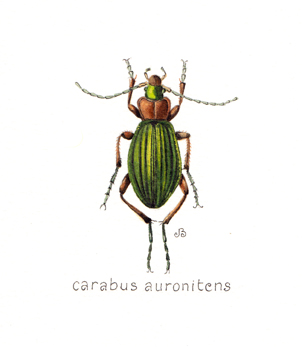BEESTJES/BUGS