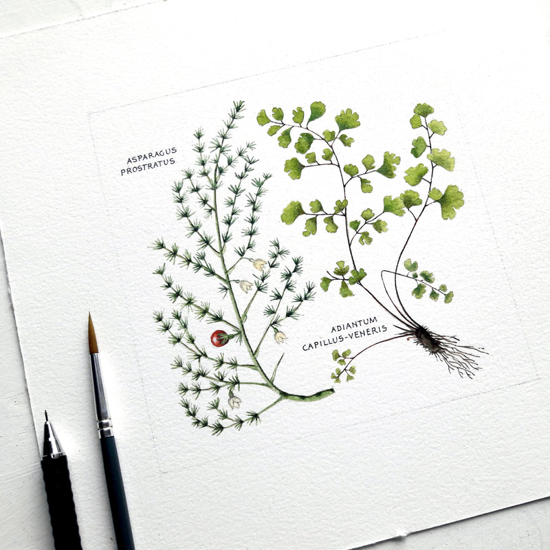 MORE PLANTS / MEER PLANTEN