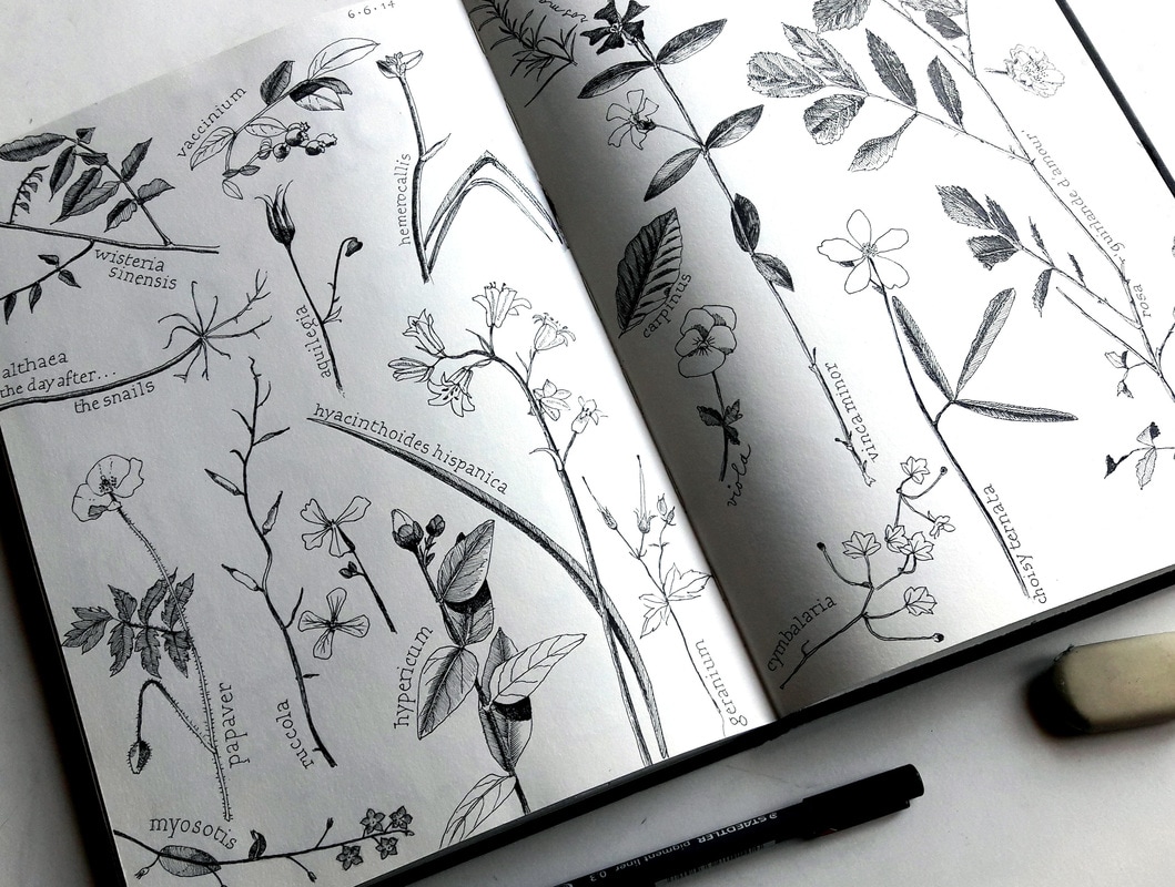 TUINPLANTEN /GARDEN PLANTS
