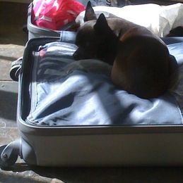 Chihuahua Coco in Suitcase