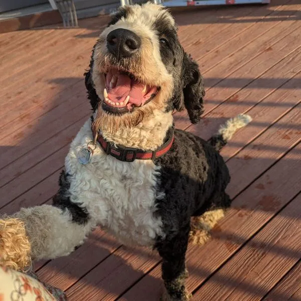 Clover, the mother to our Bernedoodle puppies