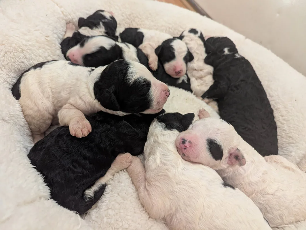 Newborn Standard Bernedoodle puppies from a previous KR Puppy Sales litter