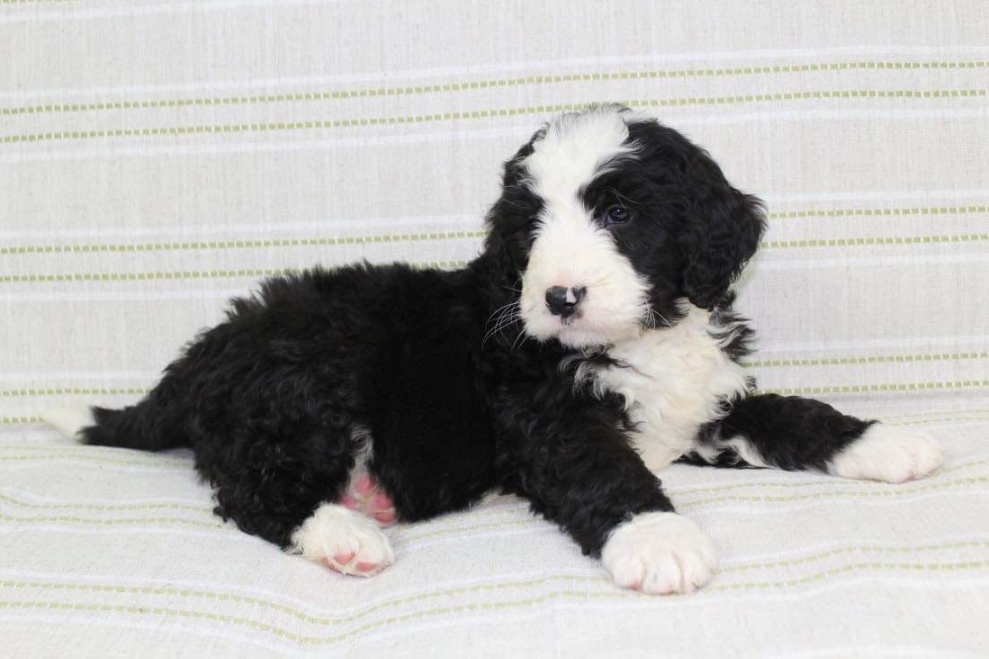 A Standard Bernedoodle puppy, black and white, resting on a couch.