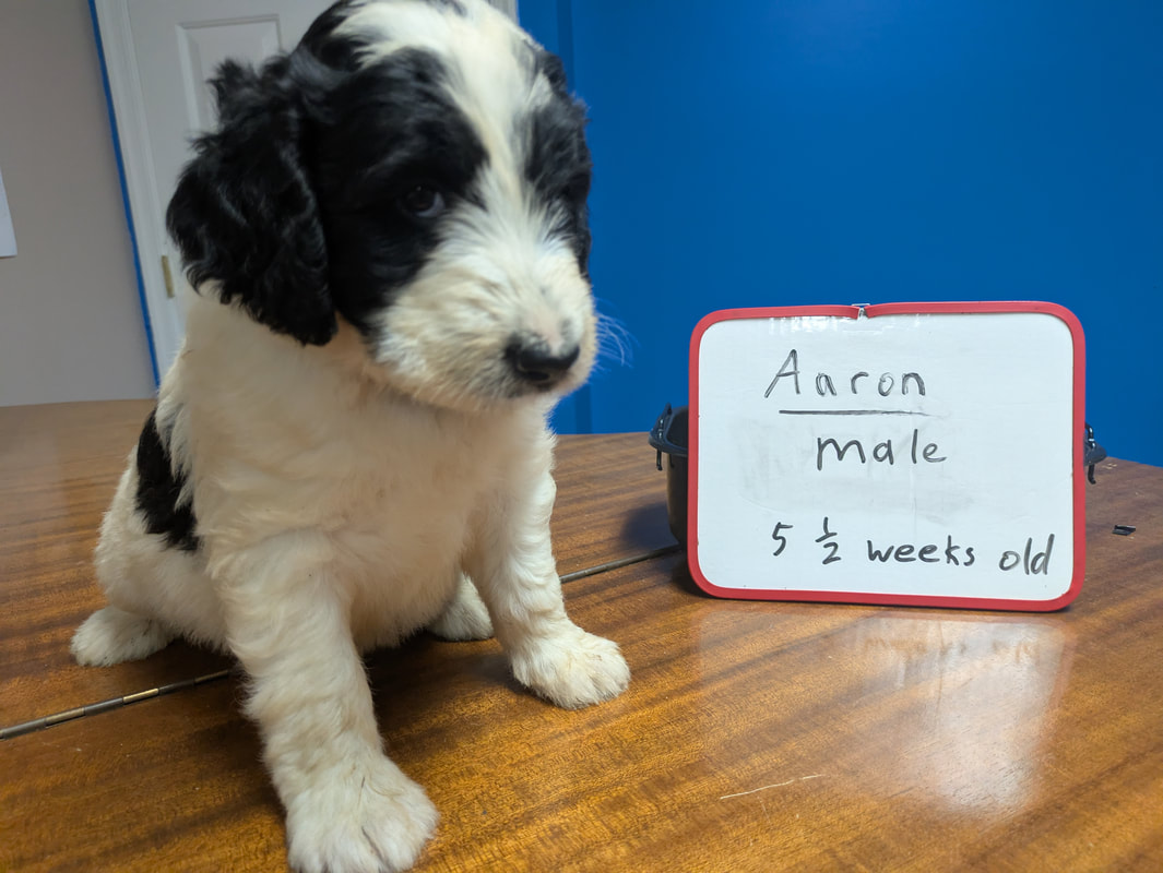  Aaron a Standard Bernedoodle Puppy