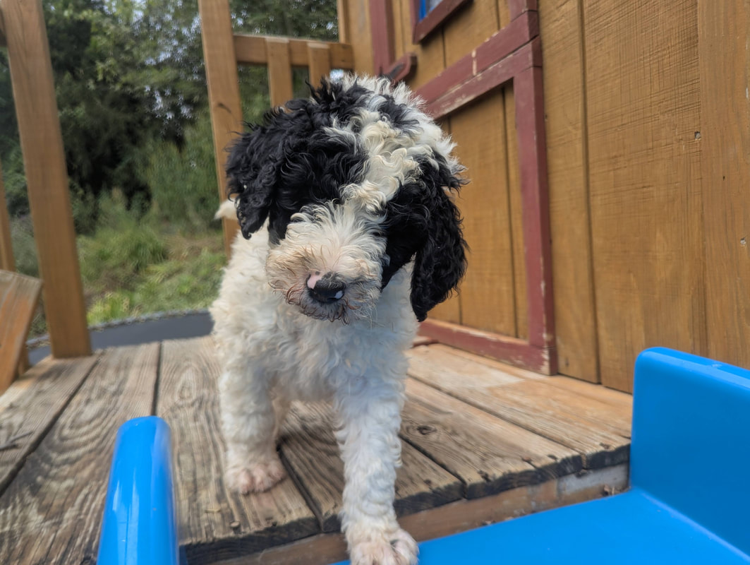 Asher a Standard Bernedoodle Puppy