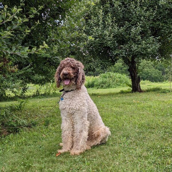 Skipper, the father to our Bernedoodle puppies