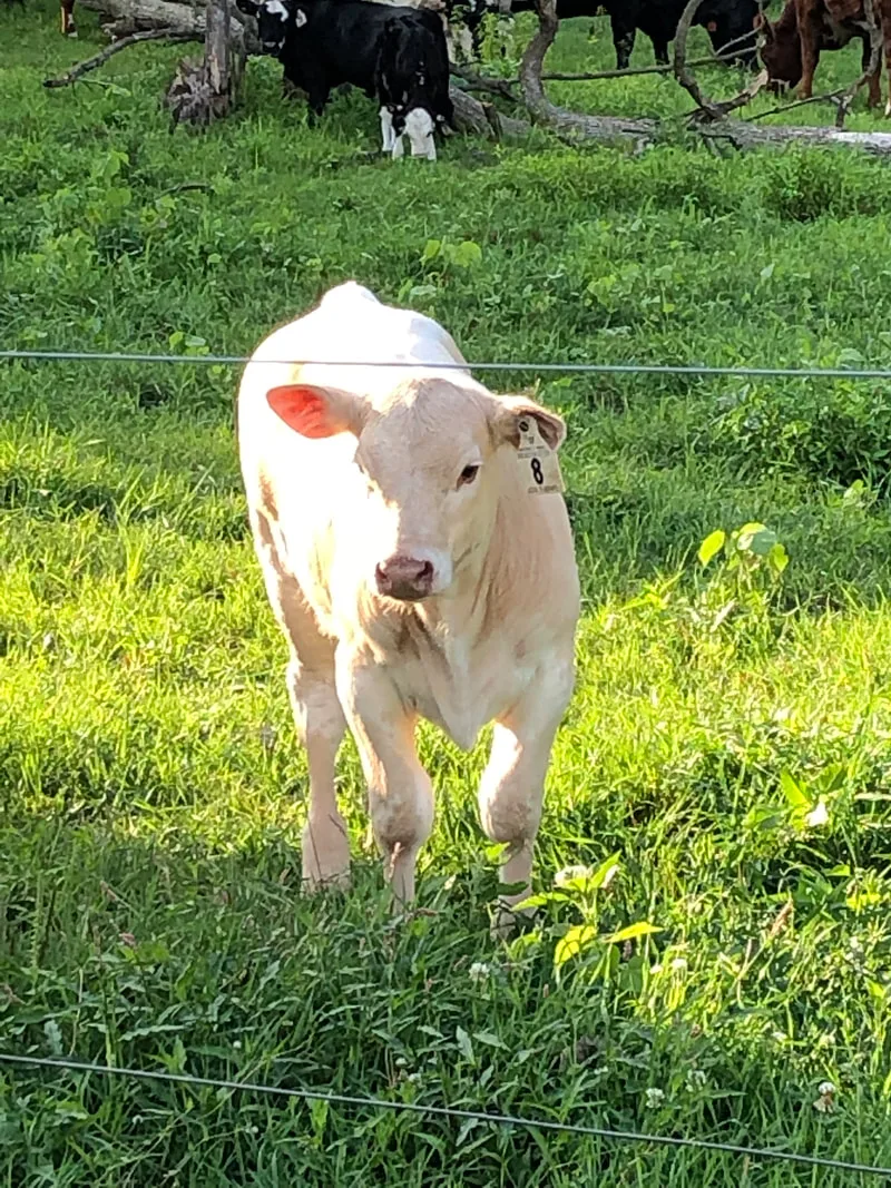Olivia's 2019 heifer calf 