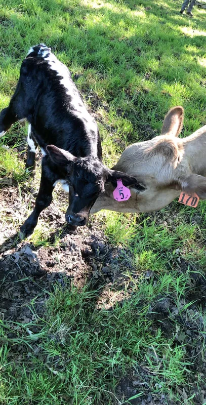 Baby Faith was born on a Sunday morning. Her dam is a Lineback and Charolais cross and we bred her to an Angus bull. Love this little heifers markings. 