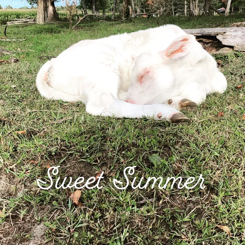 Summer was a 2019 C-Section baby. Winter is her Dam and they both are registered Charolais  