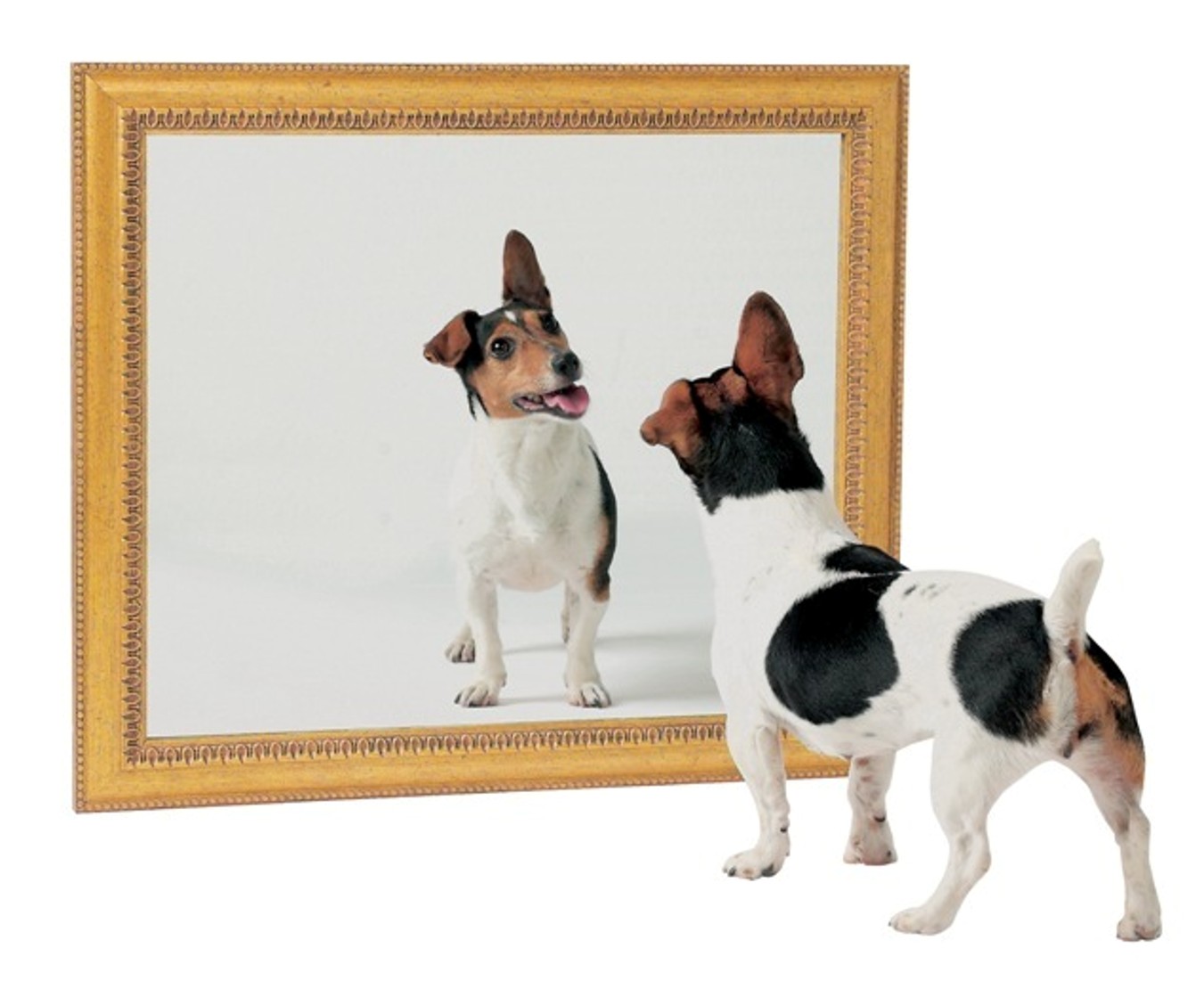 A Jack Russell terrier looking in a mirror