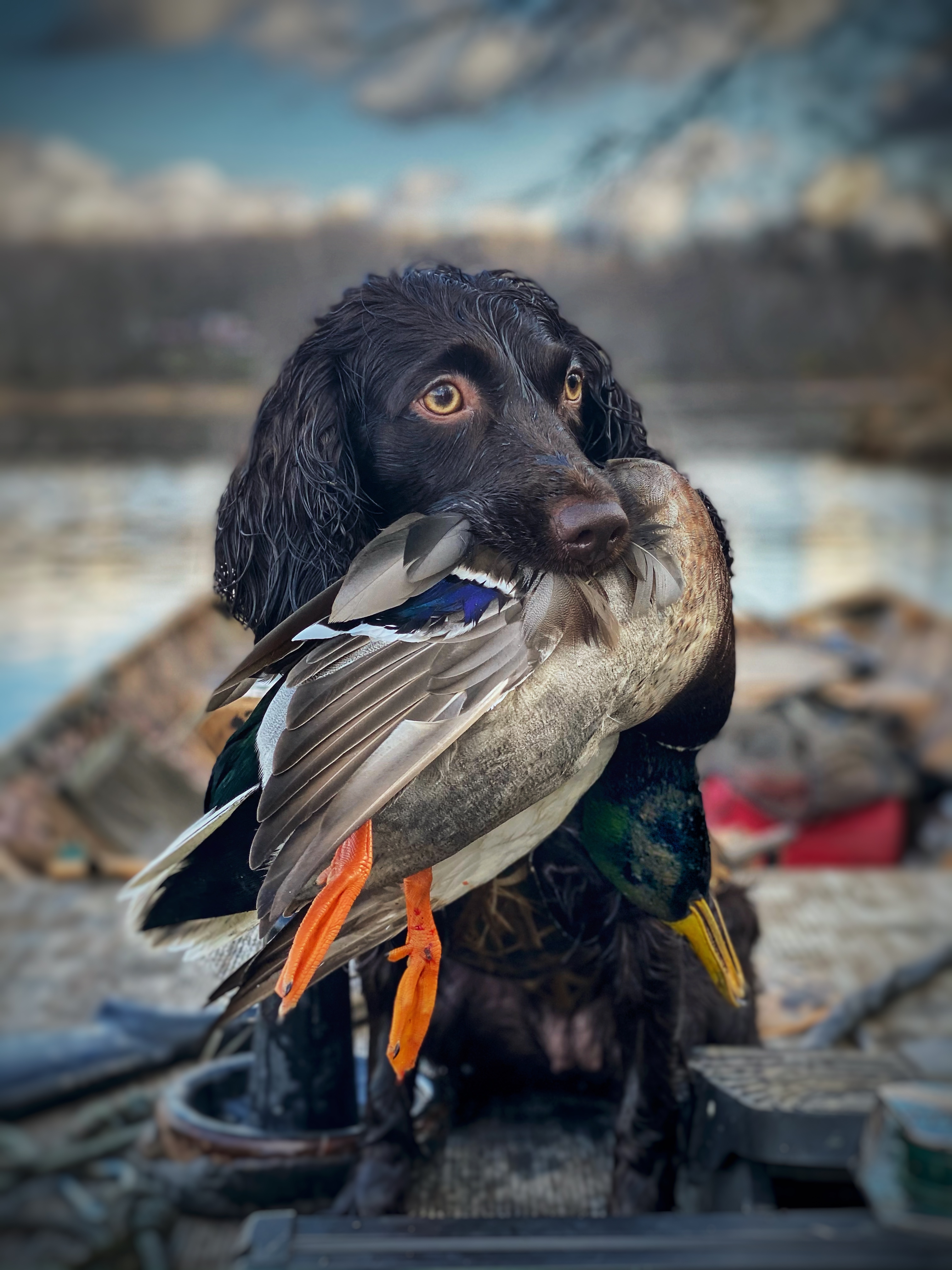 Spaniel holding a retrieved mallard drake in a duck boat