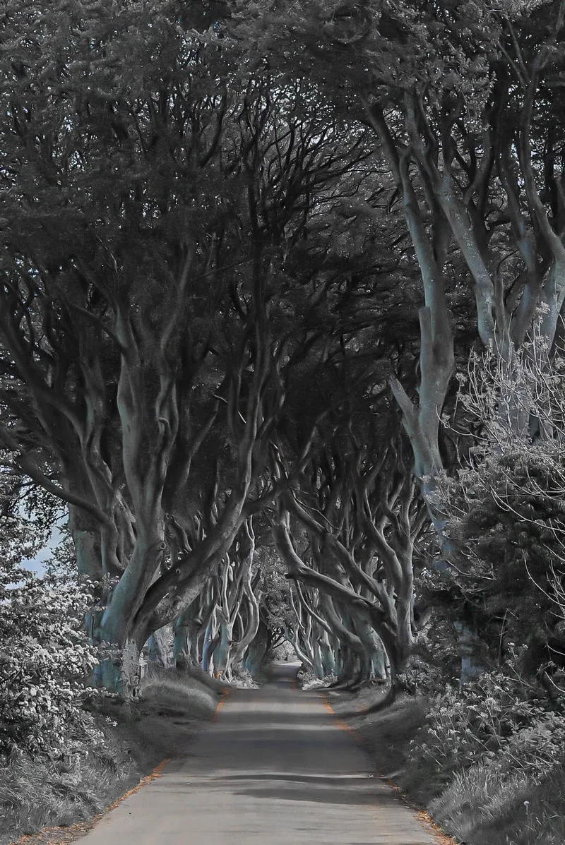 Ally and Beeches, known as The Dark Hedges near Ballymoney Northern Ireland.  Bregagh Road is lined with 90 beech trees twisted branches forming an arch over the road.