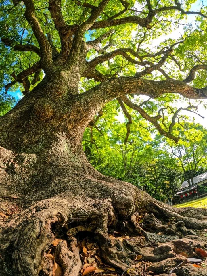 Camphor tree [Camphor laurel, native to Japan + China]  These trees stay green year long, providing plenty of shade, emit a fragrant minty smell.  Known for its strong pungy aroma from the oil that is found in its wood and leaves.  This essential oil is used for soaps, perfumes and medicinal ointments.