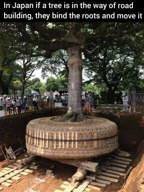 Don't cut it - Move it
Instead of cutting down the mature tree in the road or park or city space, Move it instead.  Trees are a precious resource for all life on earth.