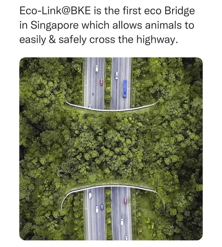 This is called a Eco Bridge.  Instead of using it for cars, trees and plant life grow on it and provide a safe passage for wildlife to cross into the forest on the other side.  It's also  sequesters CO2 from the air from the passing cars.