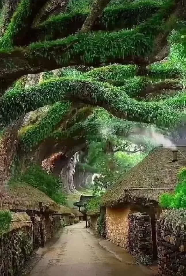 Oak trees [Quercus dentata]
Etno Village, S.Korea
Oak trees support more species than any other tree on Earth.