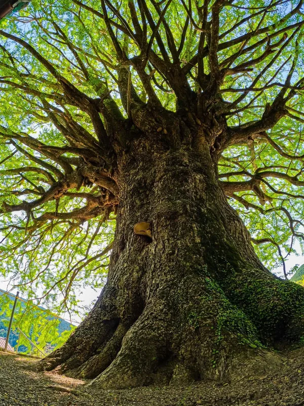 Ginko Tree [Ginko biloba/maidenhair tree native to China]  Hailed as "undoubtedly one of the most distinct and beautiful of all deciduous trees.  It is the last living species in the order Ginkgoales, which first appeared over 290 million years ago.