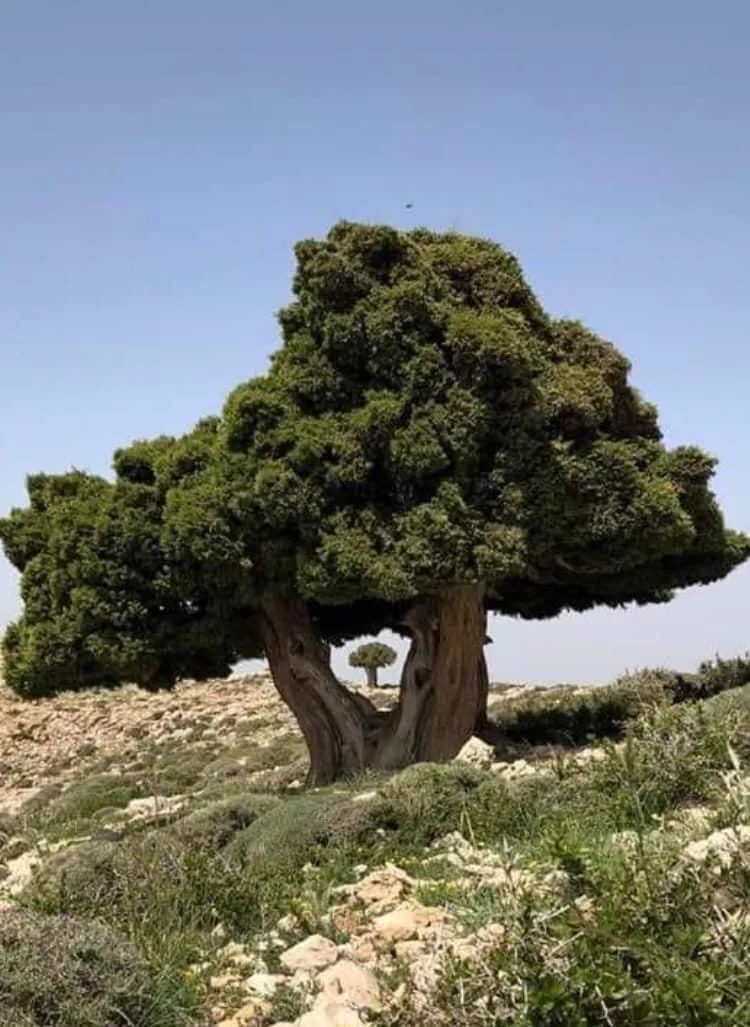 Lazzab, the Arabic name for Juniper, is an evergreen coniferous tree of the cypress family Cupressaceae