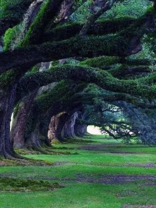 Southern Live Oak Trees - Oak Alley Plantation, Louisiana 300 yrs old