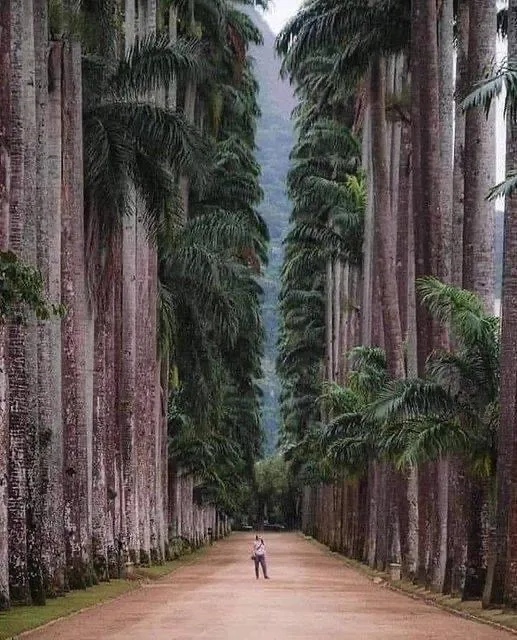 Avenue of Royal Palm Trees, Botanical garden in Rio De Janeiro
These and all trees are beautiful and a precious resource to all life on earth.