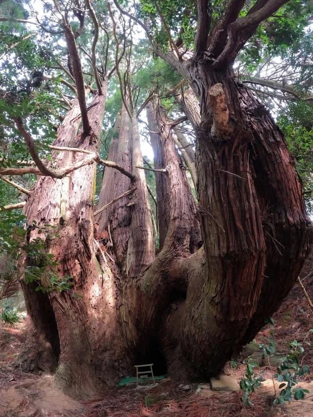 Senbon Sugi Cedar in Takai, Japan.  [Japanese Cedar]  Genus of conifer in the cypress family.   An extremely fragrant tree and the most planted and popular tree in Japan.  It absorbs hazardous substances keeping the air clean and healthy.  Its smell relaxes and helps you concentrate better.  Enhances the health of those around it.  