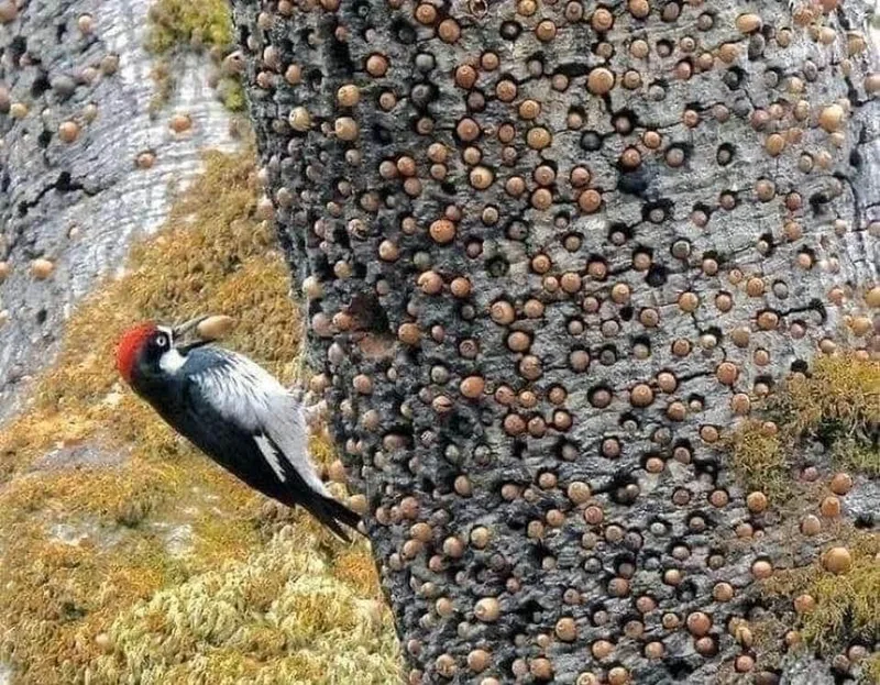 Pileated woodpecker storing acorns (Dryocopus pileatus) Trees benefit wildlife in so many ways.  