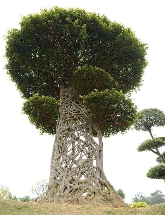 Strangler Fig Tree, commonly known as banyans (Rain forests) Tropical and subtropical.  It starts out as a sticky seed high up in the canopy, and grows downward on a host tree until it reaches the ground or forest floor where it then gets its nutrients from the soil.