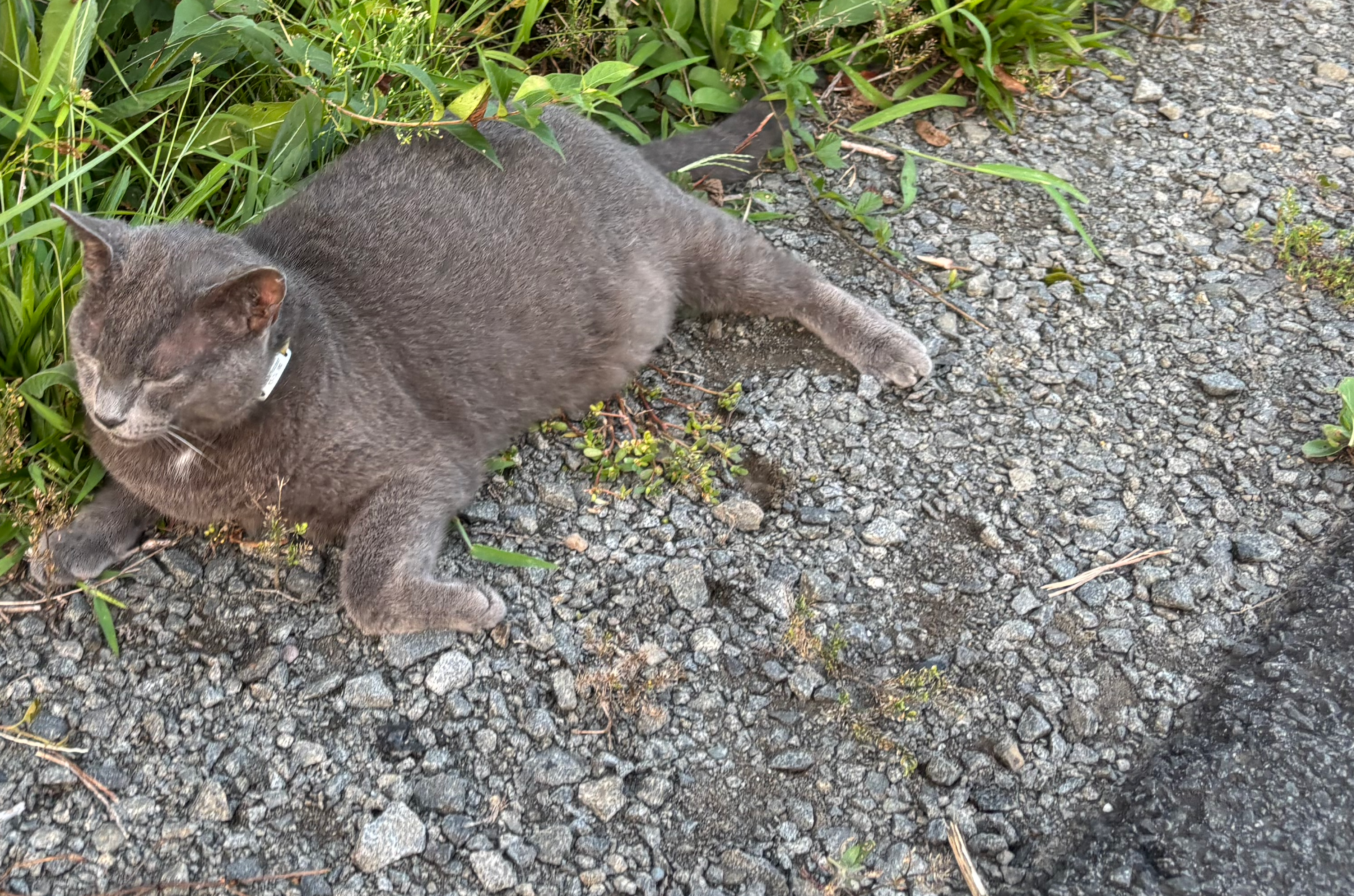 Dave the Trail Cat