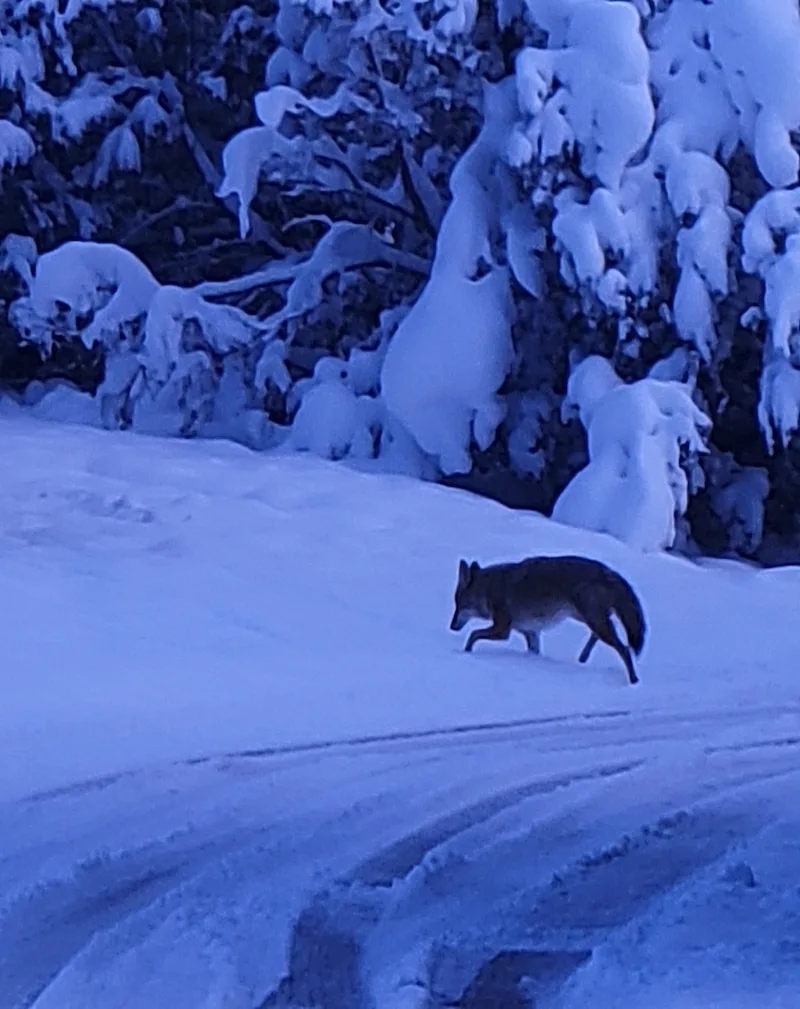 Blue Coyote Walking