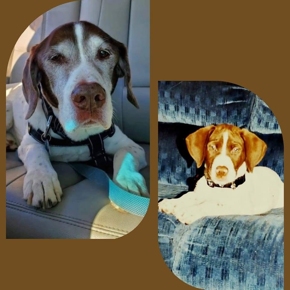 Braco El Marron 