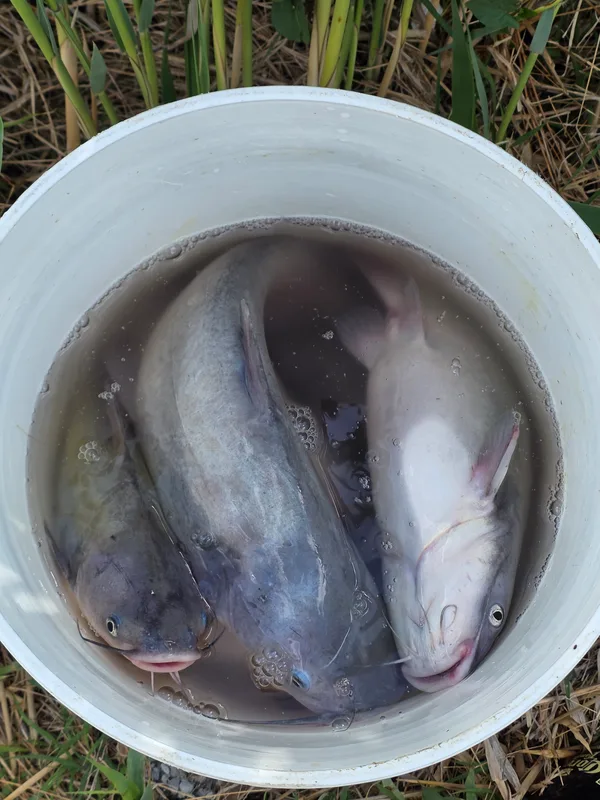 The haul at Benedict Community Park