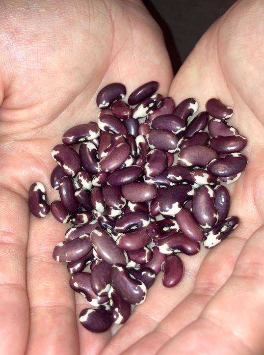  Ancestral Puebloan Bean