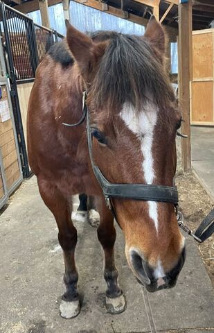 A bay mare with a small blaze stands tied in a barn aisleway. Her ears are pinned, and she has tension in her face and body.
